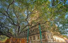 Bodhi Tree